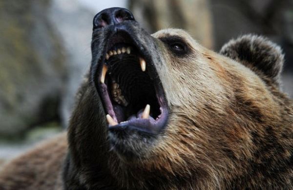 <br />
Трагедия в Забайкалье: медведь загрыз женщину<br />
