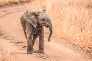   Засуха и голод убили 55 слонов за два месяца в Зимбабве 