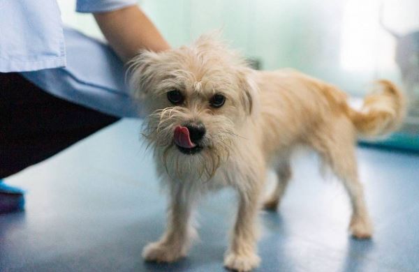 <br />
Российский врач оставила раненую собаку умирать на пороге клиники<br />
