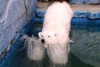   В челябинском зоопарке посетители едва не убили уссурийскую харзу 